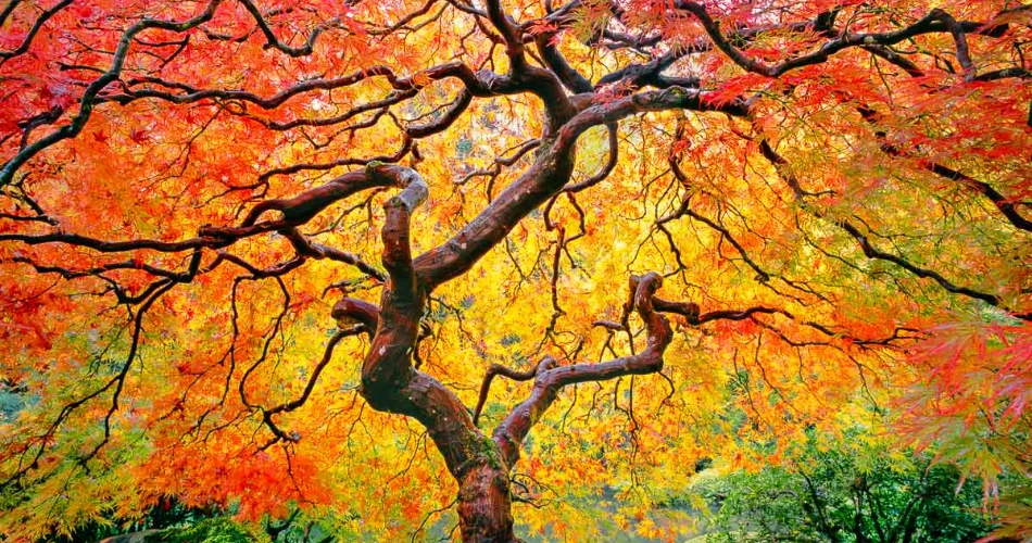 10 Aktiviti Keluarga Terbaik di Portland, OR