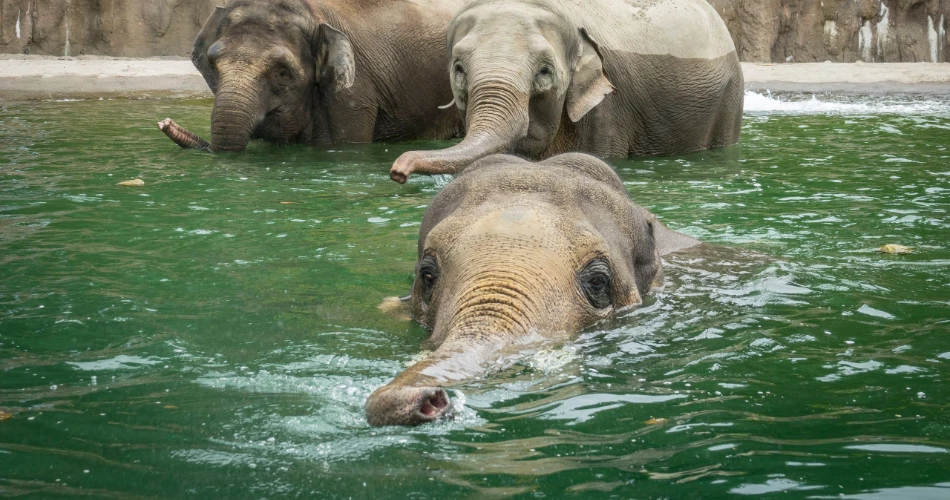 10 Aktiviti Keluarga Terbaik di Portland, OR